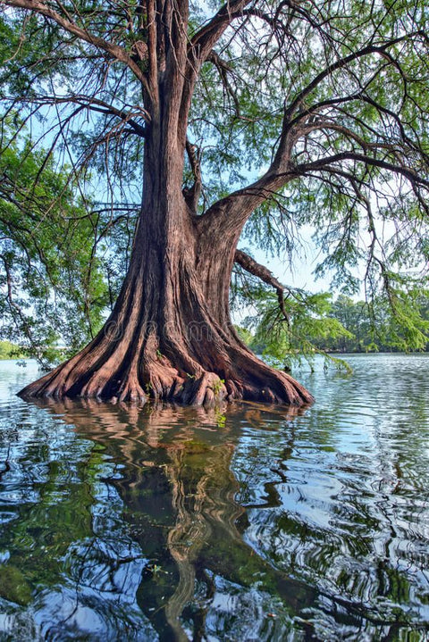 Reflect Your Divine Image