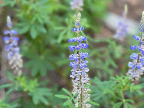 There’s Something About A Walk